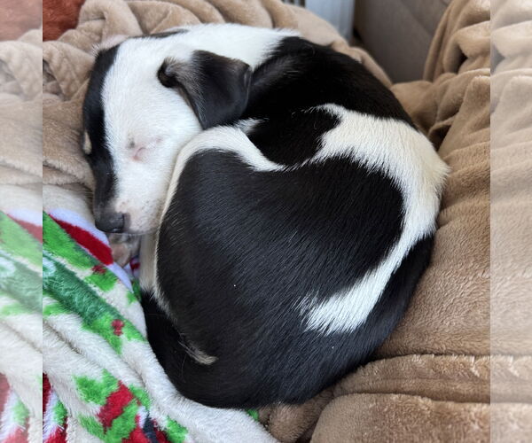 Medium Photo #2 Labrenees Puppy For Sale in Brooklyn Center, MN, USA