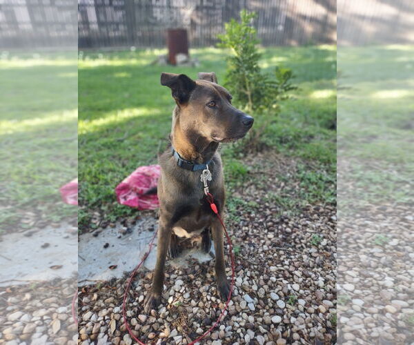 Medium Photo #3 Labrador Retriever-Unknown Mix Puppy For Sale in McKinney, TX, USA
