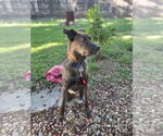 Small #2 Labrador Retriever Mix