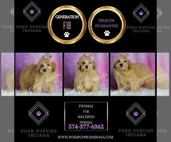 Medium Photo #47 Maltipoo (Miniature) Puppy For Sale in WARSAW, IN, USA