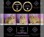 Small Photo #47 Maltipoo (Miniature) Puppy For Sale in WARSAW, IN, USA