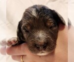 Small #1 F2 Aussiedoodle