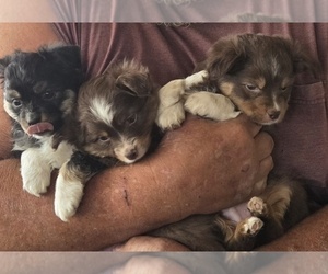 Miniature Australian Shepherd Puppy for sale in SHALLOWATER, TX, USA