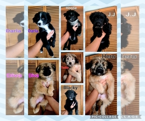 German Shepherd Dog-Siberian Husky Mix Puppy for sale in LOS ANGELES, CA, USA