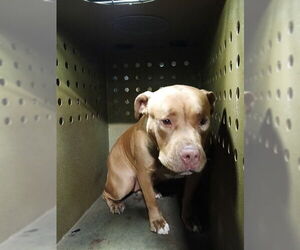 Mutt Dogs for adoption in Downey, CA, USA