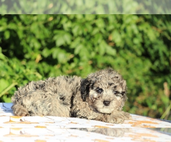 Medium Photo #26 Poodle (Toy) Puppy For Sale in DYERSBURG, TN, USA