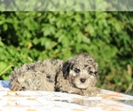 Small #25 Poodle (Toy)