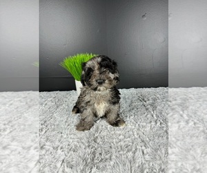 Cockapoo Puppy for sale in GREENWOOD, IN, USA