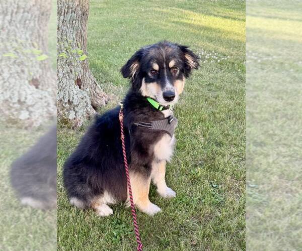 Medium Photo #2 Mutt Puppy For Sale in Shelburne, VT, USA