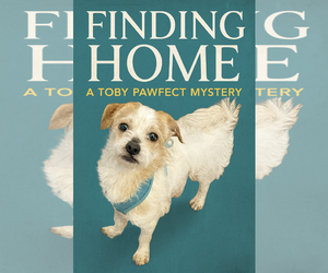 Shih-Poo Dogs for adoption in Holly Springs, NC, USA