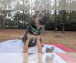 Small #1 German Shepherd Dog Mix