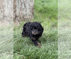 Cavapoo (Miniature) Puppy for sale in DUNDEE, OH, USA