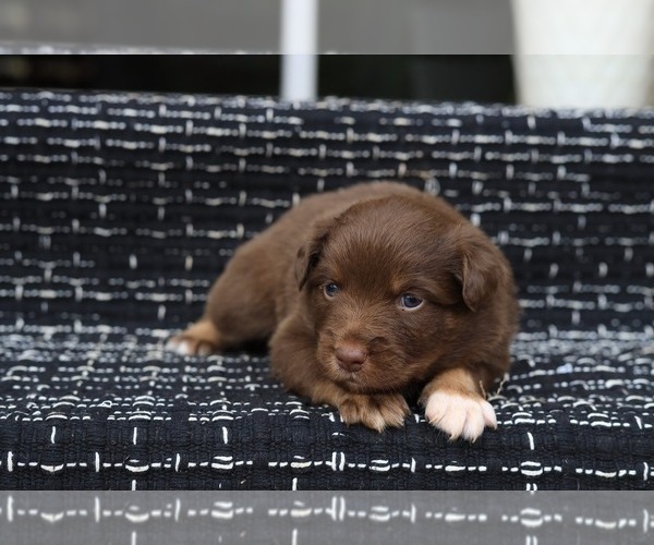 Medium Photo #10 Miniature American Shepherd Puppy For Sale in DAWSON, GA, USA
