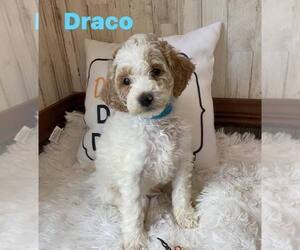 Goldendoodle (Miniature) Puppy for sale in LAKE PANASOFFKEE, FL, USA