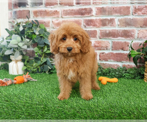 Cavapoo (Miniature) Puppy for sale in SYRACUSE, IN, USA