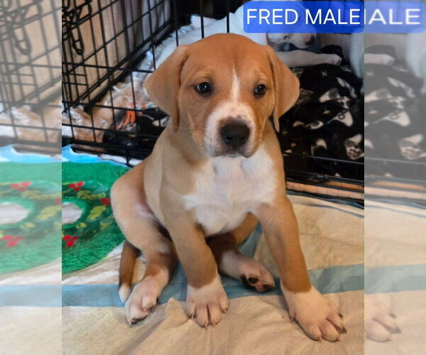 Medium Photo #1 American Staffordshire Terrier-Unknown Mix Puppy For Sale in Wenonah, NJ, USA