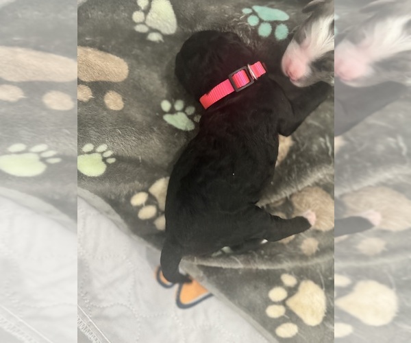 Medium Photo #75 Aussiedoodle-Bernedoodle Mix Puppy For Sale in BELTON, SC, USA