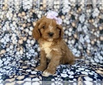 Small #4 Cavapoo (Miniature)