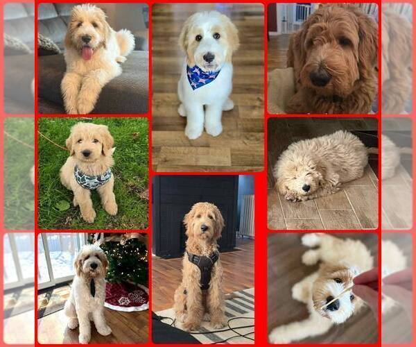 Medium Photo #14 Pyredoodle Puppy For Sale in MINSTER, OH, USA