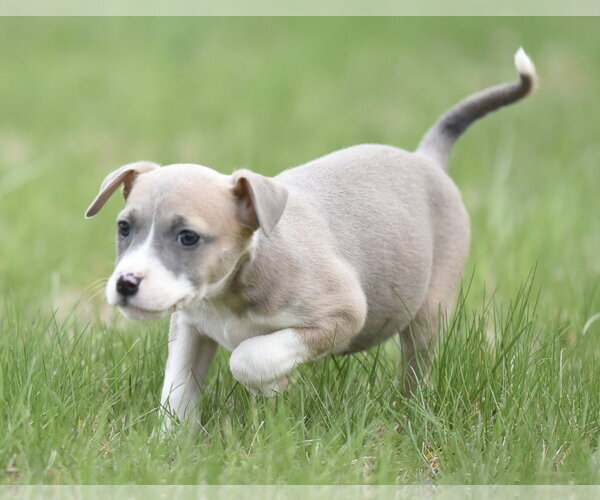 Medium Photo #2 Chihuahua-Unknown Mix Puppy For Sale in Mechanicsburg, PA, USA