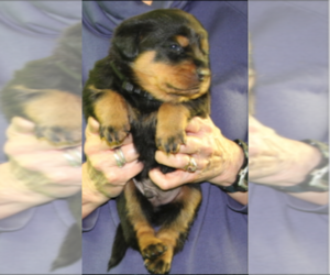 Rottweiler Puppy for Sale in ROSEBURG, Oregon USA