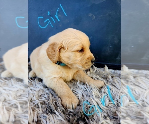 Medium Photo #8 Golden Retriever Puppy For Sale in OROVILLE, CA, USA