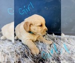 Small Photo #8 Golden Retriever Puppy For Sale in OROVILLE, CA, USA