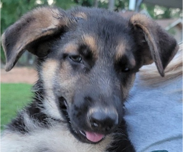Medium Photo #4 German Shepherd Dog Puppy For Sale in SUMMERFIELD, NC, USA