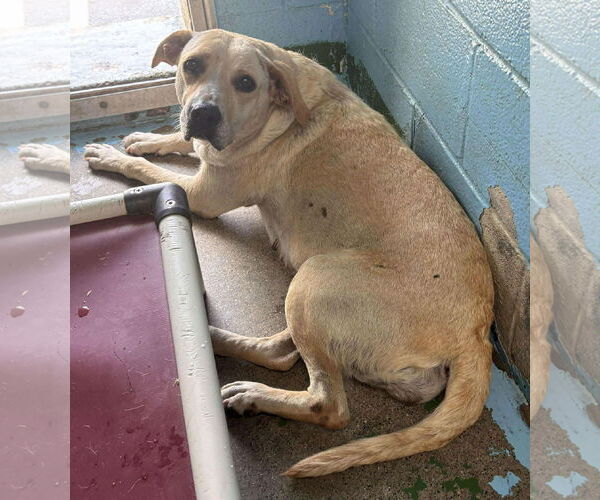 Medium Photo #1 Labrador Retriever-Unknown Mix Puppy For Sale in Rustburg, VA, USA