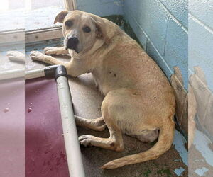 Labrador Retriever-Unknown Mix Dogs for adoption in Rustburg, VA, USA