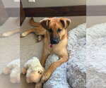 Small #1 Mutt