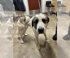 Anatolian Pyrenees Dogs for adoption in Jackson, CA, USA