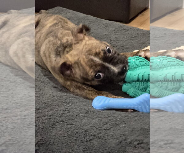 Medium Photo #5 Boxer-Unknown Mix Puppy For Sale in Hillsboro, MO, USA