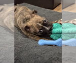 Small #4 Boxer Mix