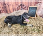 Small #1 Catahoula Leopard Dog