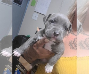 American Bully Puppy for sale in LAUREL, MD, USA