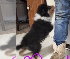 Collie Dog for Adoption in ALLERTON, Iowa USA