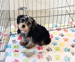Small #3 Yorkshire Terrier
