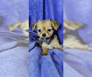 Chihuahua Puppy for sale in HOLIDAY, FL, USA