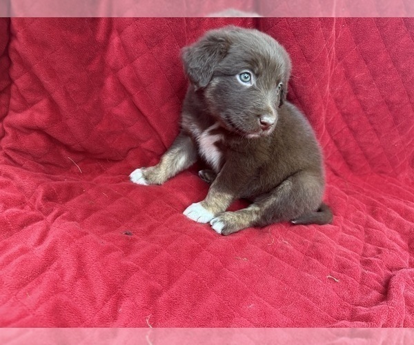 Medium Photo #68 Borador Puppy For Sale in MARION, VA, USA