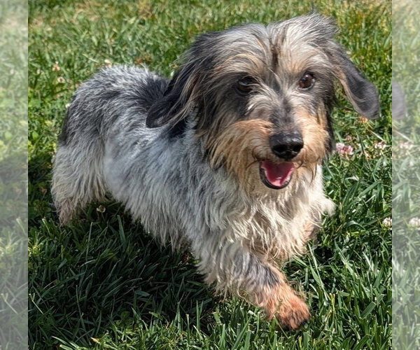 Medium Photo #3 Dachshund Puppy For Sale in Shelbyville, TN, USA