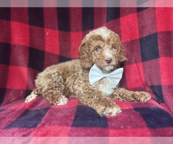 Medium Photo #7 Cock-A-Poo Puppy For Sale in LAKELAND, FL, USA