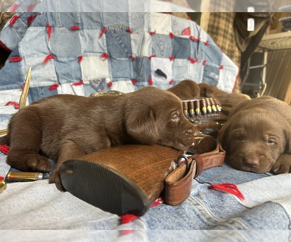 Medium Photo #3 Labrador Retriever Puppy For Sale in RUTHERFORDTON, NC, USA