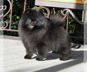 Father of the Pomeranian puppies born on 03/08/2022