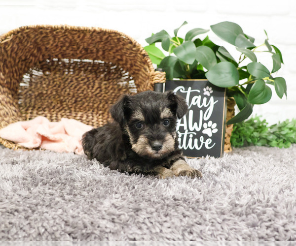 Medium Photo #20 Schnauzer (Miniature) Puppy For Sale in SYRACUSE, IN, USA