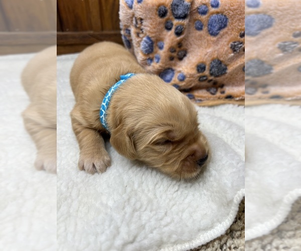 Medium Photo #1 Golden Retriever Puppy For Sale in NEOLA, WV, USA