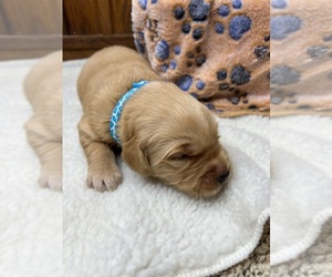 Golden Retriever Puppy for sale in NEOLA, WV, USA