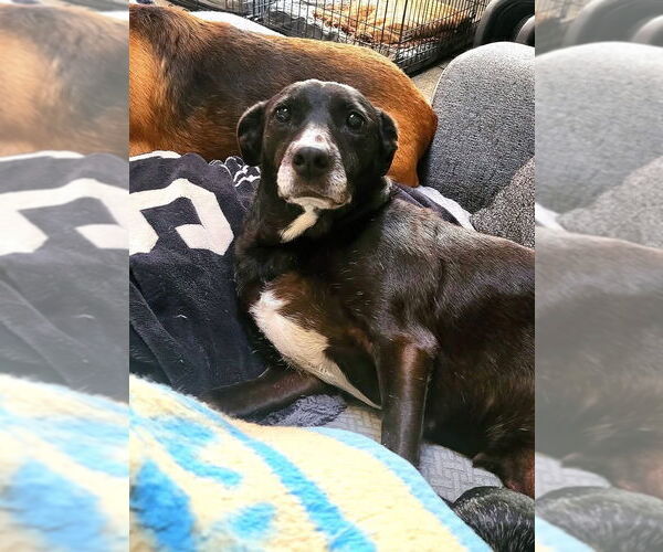 Medium Photo #1 Labrador Retriever-Unknown Mix Puppy For Sale in Germantown, OH, USA