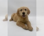 Small Photo #4 Golden Retriever Puppy For Sale in OCALA, FL, USA