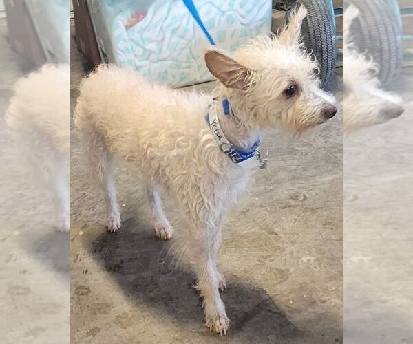 Medium Photo #2 Cairn Terrier-Unknown Mix Puppy For Sale in Carrollton, TX, USA